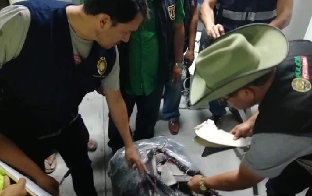 Chimbote: Fiscalía solicita 5 años de cárcel contra dos empresarios que transportaban aletas de tiburón