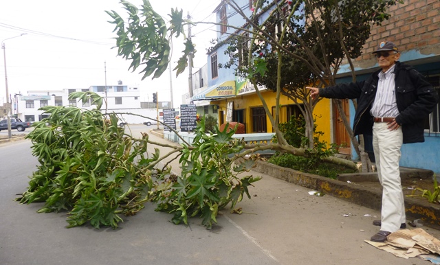 Inescrupulosos talan árboles en “La Libertad”
