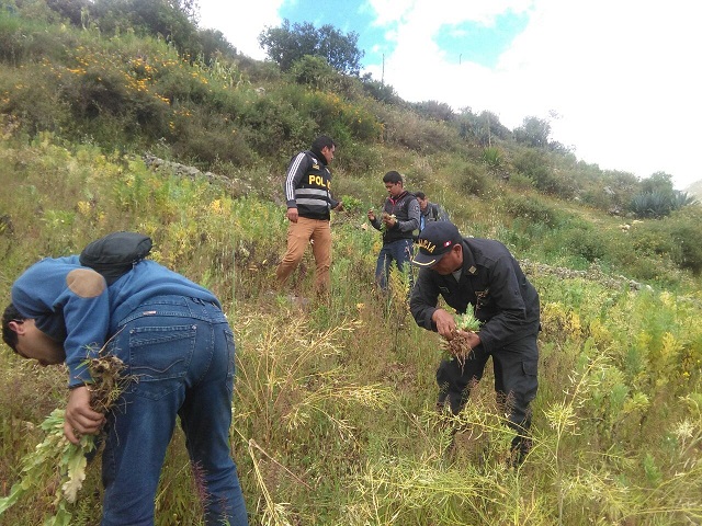 Agentes antidrogas descubren más de mil plantones de amapola en sierra de Áncash