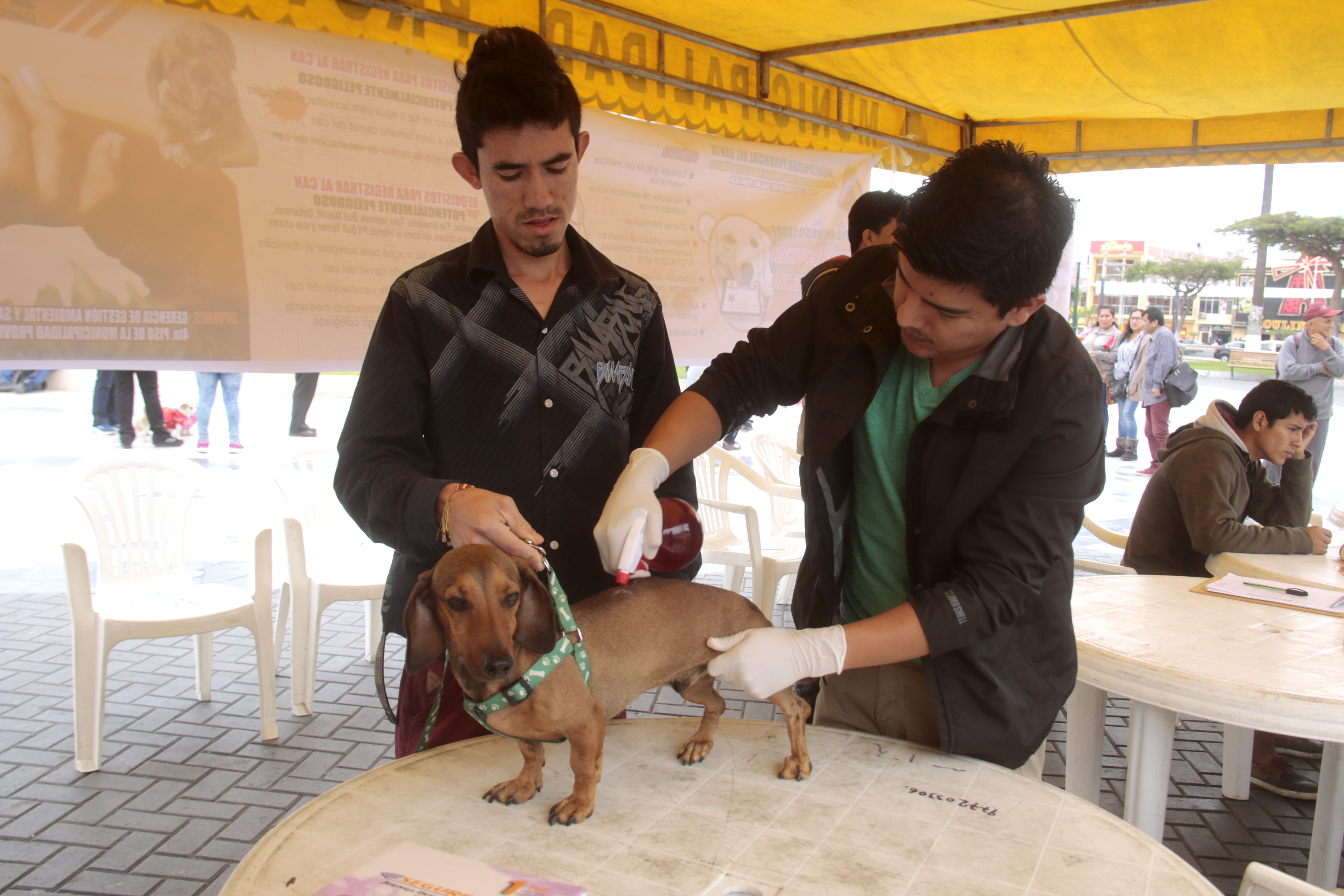 Municipio del Santa promueve crianza responsable de canes a través de feria animalista