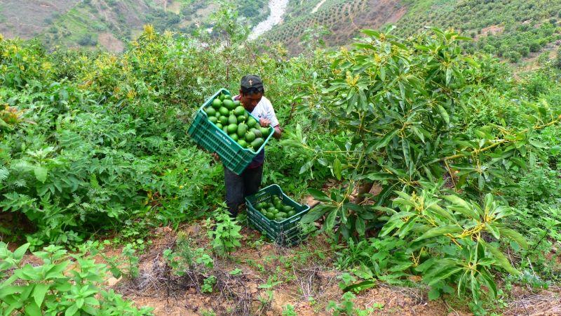  Senasa tiene como meta certificar 6 mil hectáreas de mango y palta para exportación la región Áncash