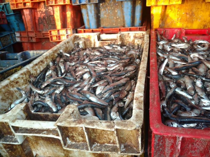 Produce decomisó más de 54 mil kilos de anchoveta en Coishco y en Ica