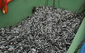 SNP y Fincyt investigarán cómo enriquecer alimentos a través de la anchoveta