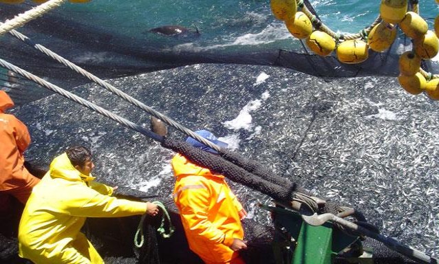 Ancash ocupa el segundo lugar en captura de pesca de anchoveta 