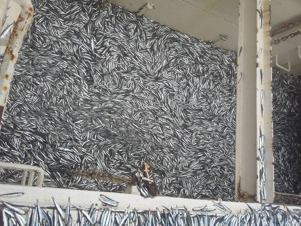 Chimbote: estiman que primera temporada de pesca de anchoveta culminaría a mediados de agosto