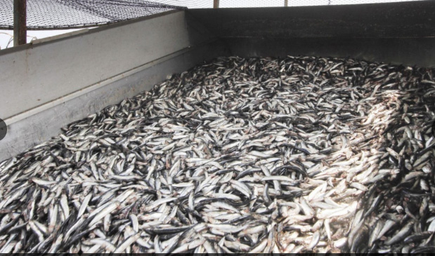 Disposición sobre pesca de anchoveta en zona norte-centro emitió Produce