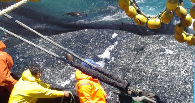 Pesca mitigó desaceleración económica en la costa producida por fenómenos naturales