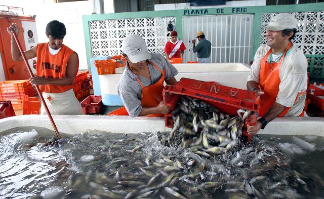 Analizarán derechos de pesca que pagan industriales al Estado por captura de anchoveta