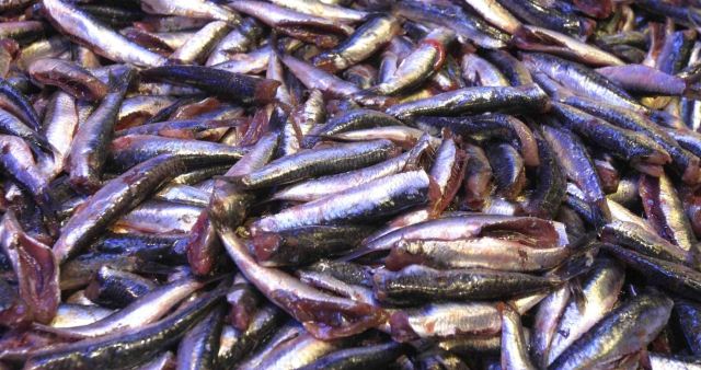 Actividades extractivas de anchoveta fueron suspendidas por cinco días