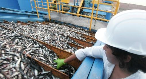 Cuotas de anchoveta se regularizarán este año