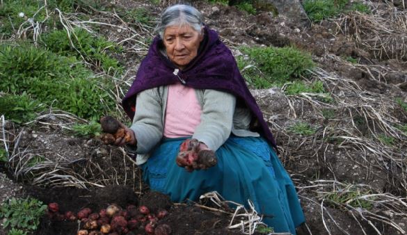 Día del Campesino: Fausta Callupe produce en Pasco 360 variedades de papa nativa  