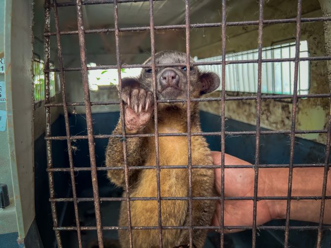 Serfor rehabilita a un ejemplar de chozna rescatado en Chimbote