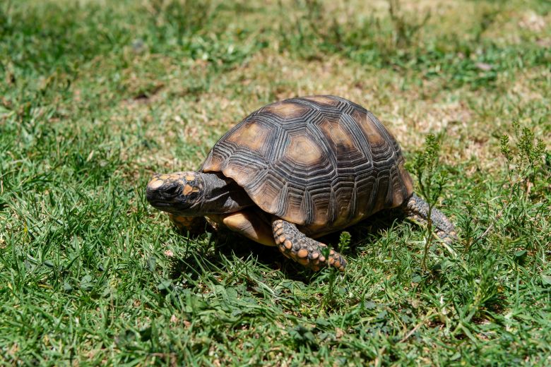 Áncash: Serfor recupera cuatro ejemplares de fauna silvestre afectadas por actividad humana