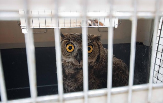 Áncash: Serfor y la PNP rescataron a búho encontrado en una calle que era agredido con piedras