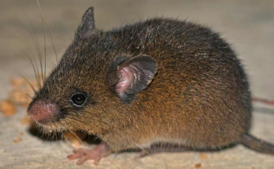 Confirman nueva especie de roedor andino en el Santuario Nacional Tabaconas Namballe de Cajamarca