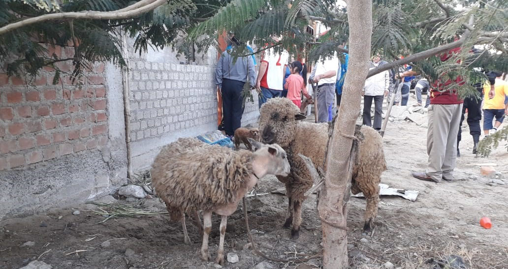 Nuevo Chimbote: animales sobreviven a incendio que consumió vivienda en Villa Sol