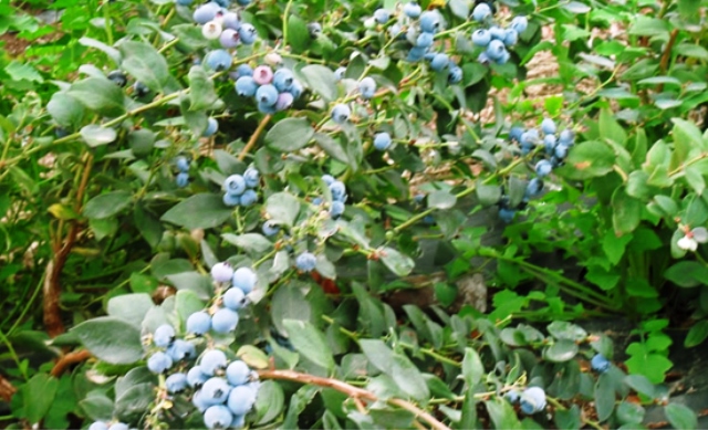  Inversionistas chinos están interesados en tara, derivados lácteos y berries peruanos