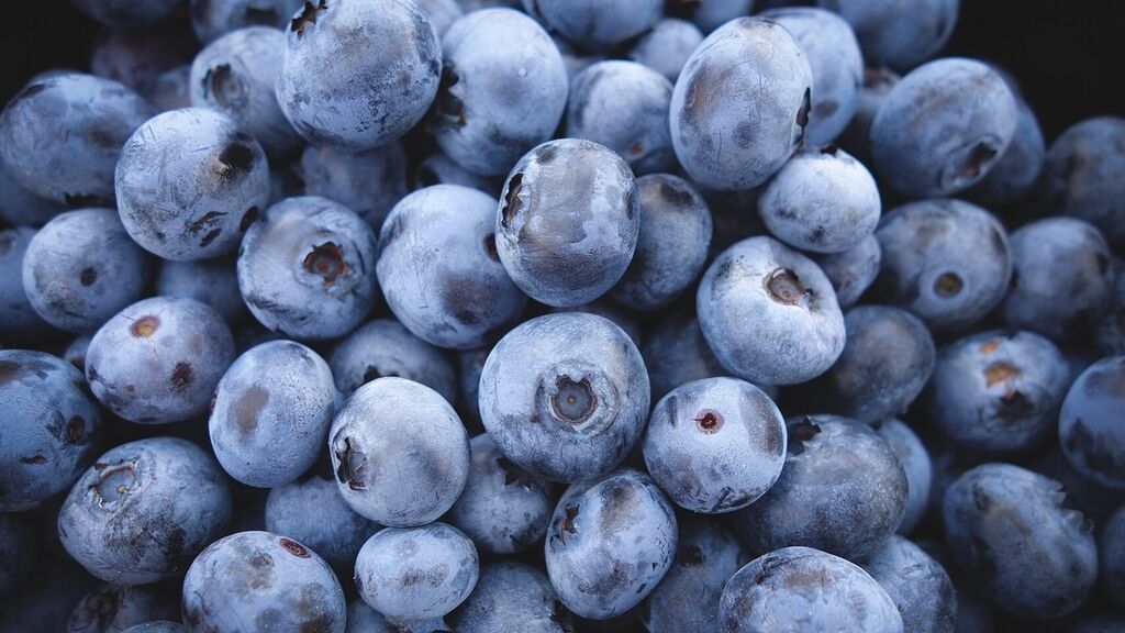 Exportación de arándanos creció 50% al cierre del 2019