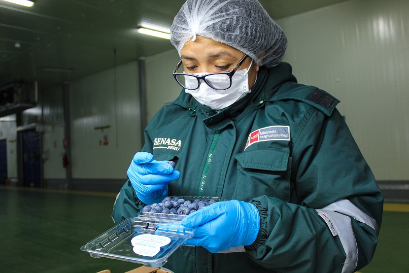 Áncash: exportación de arándanos se duplicó en el 2019