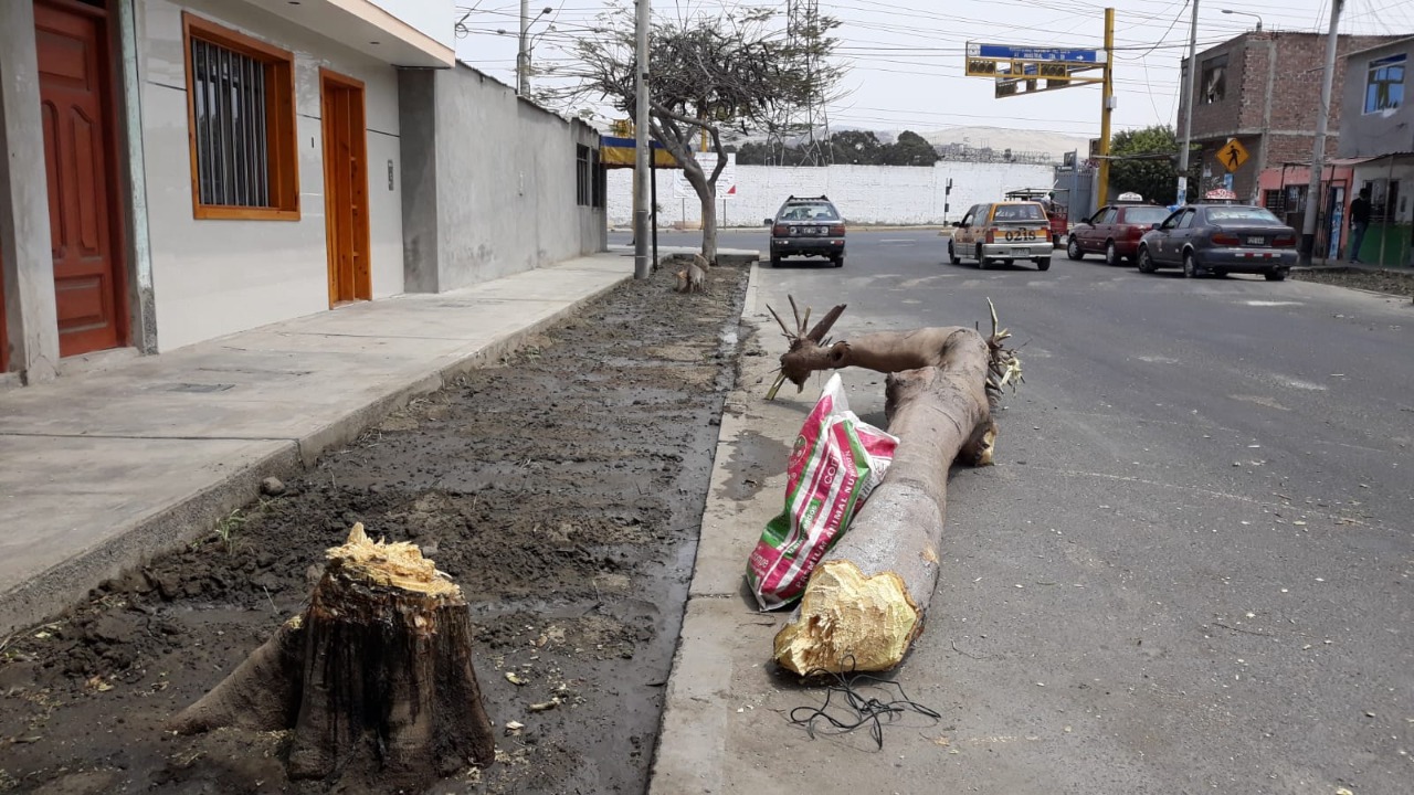  Chimbote: multan a vecinos por talar árboles pese  a prohibición