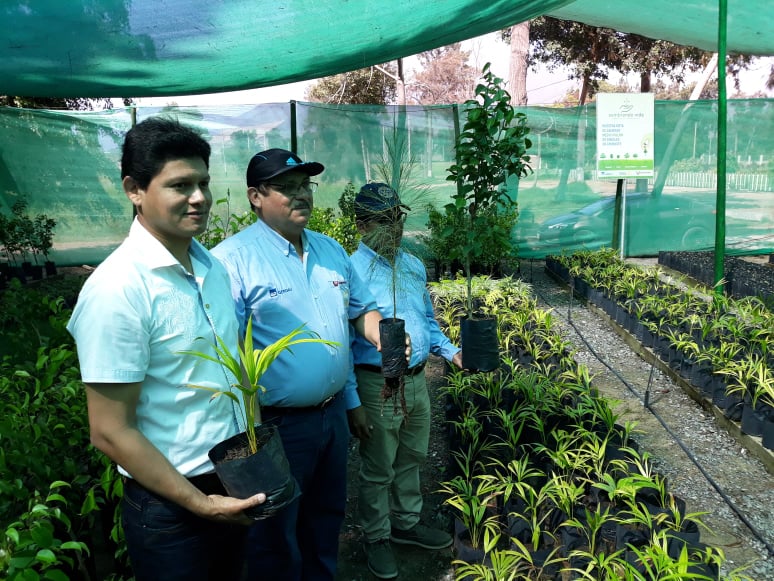 Promueven el sembrado de 30 mil árboles en diferentes sectores de Chimbote