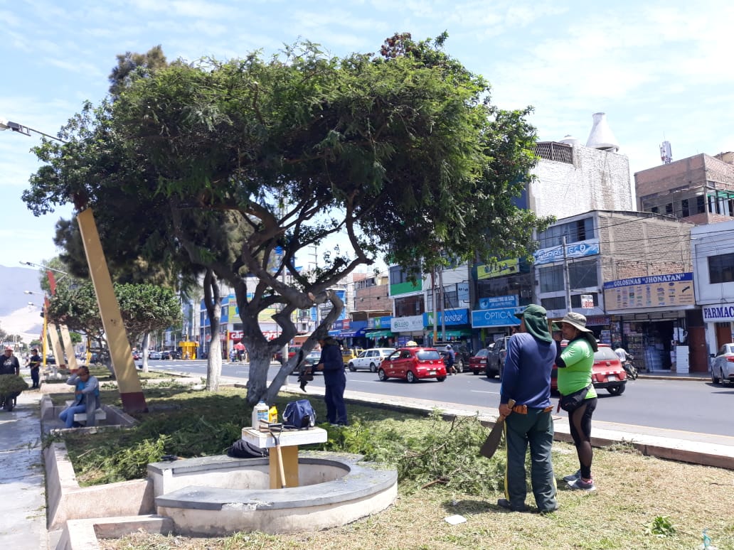 Trabajadores municipales realizan mantenimiento de áreas verdes en avenida Pardo