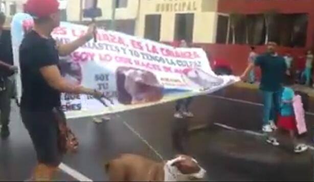 Chimbote: Asociación de Criadores de Pitbull marchan pidiendo no sacrificar a “Nala”