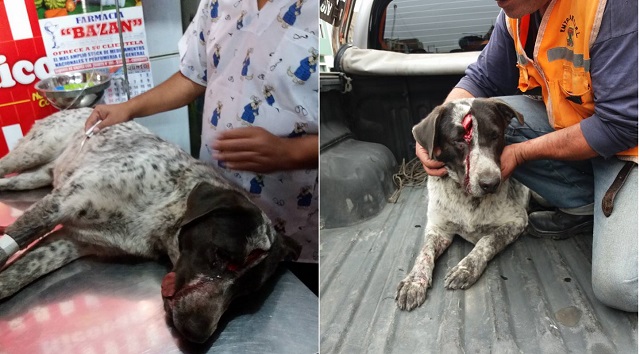 Sujeto malvado atacó con un machete a perro que cuidaba grifo en Chimbote