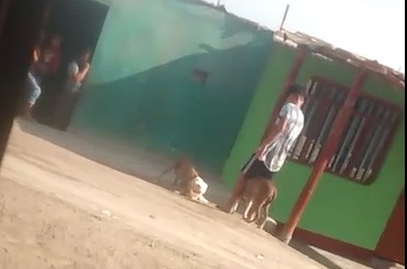 Chimbote: Perra pitbull mató a una gata y vecinos de “Ampliación Nueva Generación” temen que los ataque