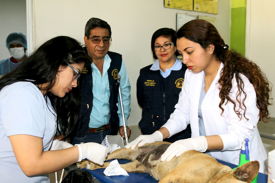 Chimbote: comuna provincial busca reducir sobrepoblación canina y felina con esterilización