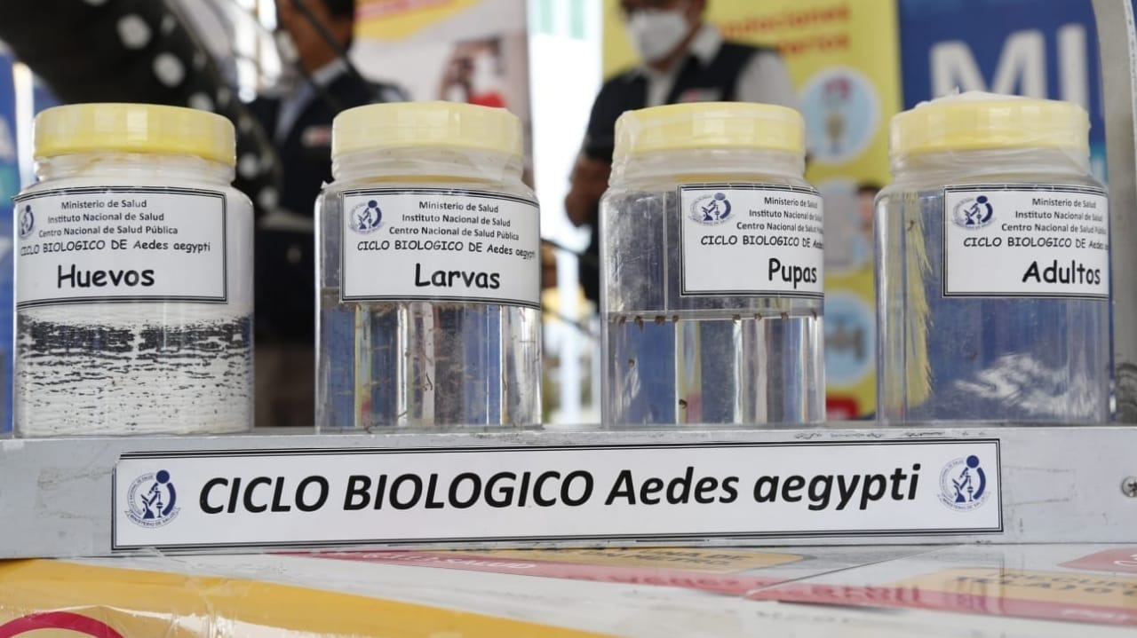  Incremento de temperatura ayuda a la reproducción y expansión del zancudo del dengue