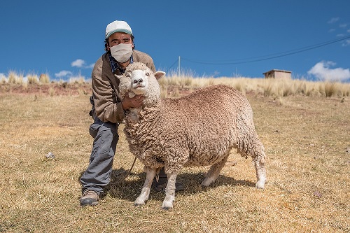 Otorgan créditos por S/ 82 millones a productores pecuarios de la agricultura familiar