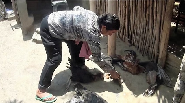 Enjambre de abejas mató 30 animales y ataca a pobladores de Casma