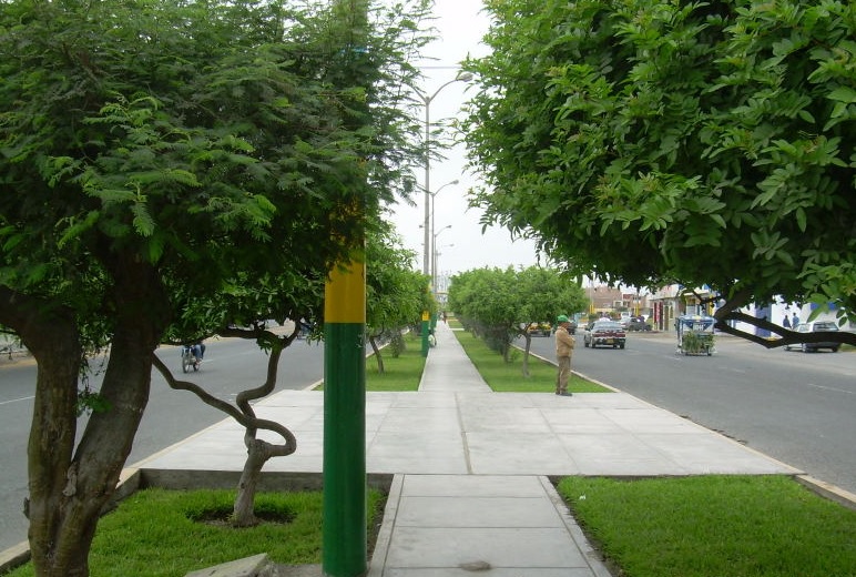 Municipio sureño y Ministerio de Agricultura arborizarán Nuevo Chimbote