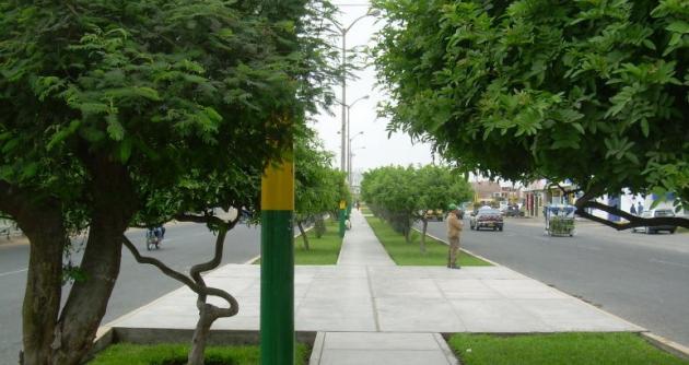 Municipio y Ministerio de Agricultura sembrarán 100 mil plantones en Nuevo Chimbote  