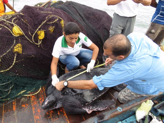 Realizan curso “Buenas prácticas en liberación de tortugas marinas, aves y otras especies”