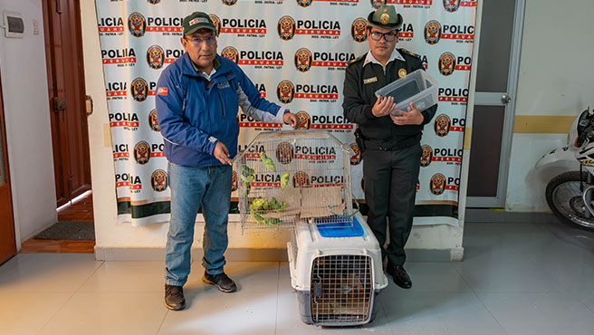 Rescatan aves y tortugas durante operativo cerca a mercado de Carhuaz