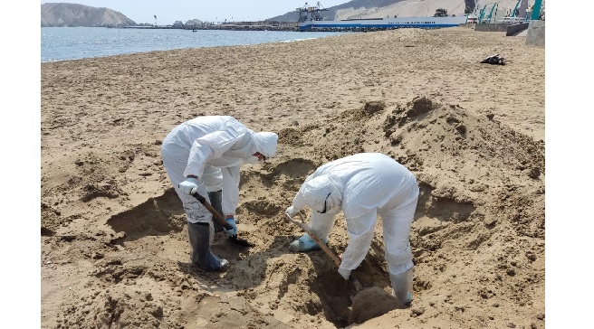 Senasa entierra en Chimbote 93 aves sospechosas de haber contraído la gripe aviar