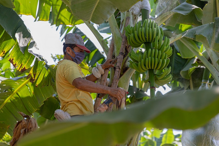    Morosidad baja en cartera de créditos del Fondo Agroperú