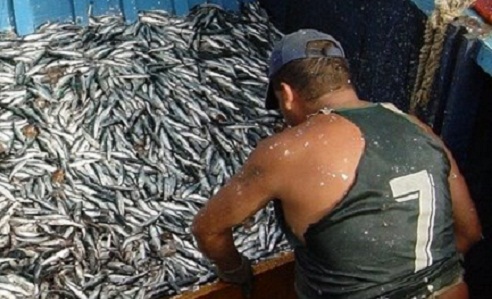Pese a bajas estadísticas, Ancash ocupa sétimo lugar de descarga de Anchoveta