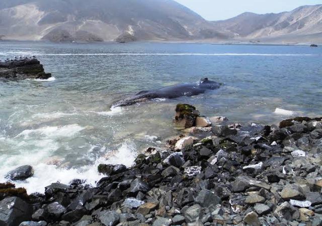 Mar vara ballena de 10 metros en playa El Dorado
