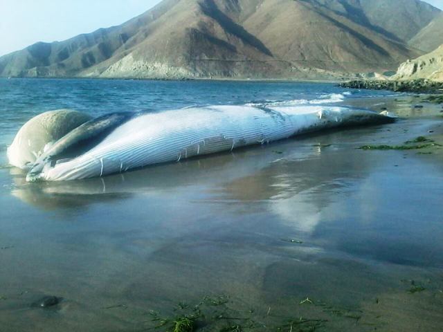 Hallan ballena varada en la caleta El Dorado en Nuevo Chimbote