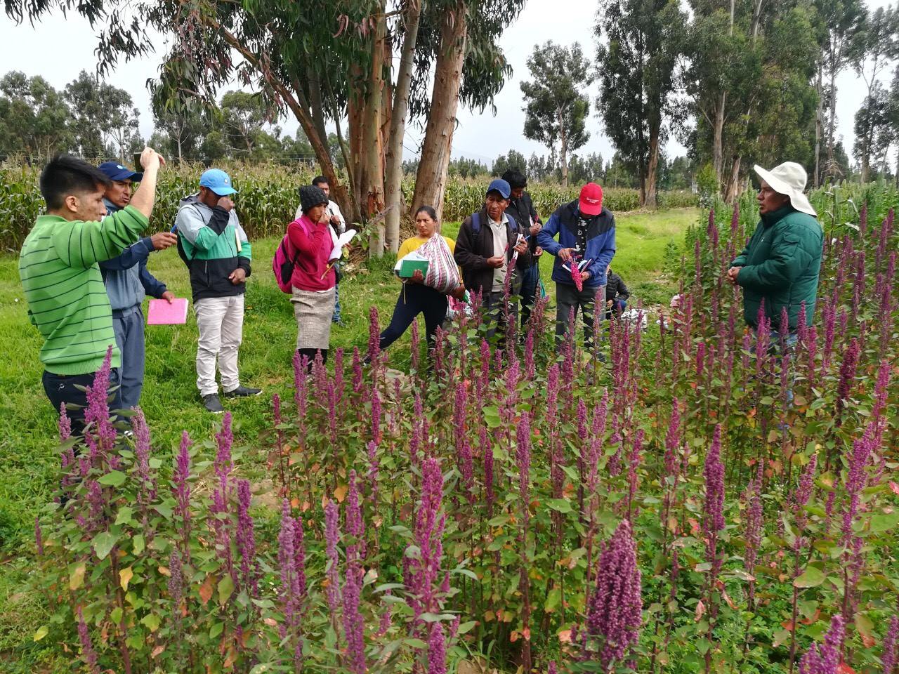 Becas para pasantías en áreas vinculadas del sector agrario