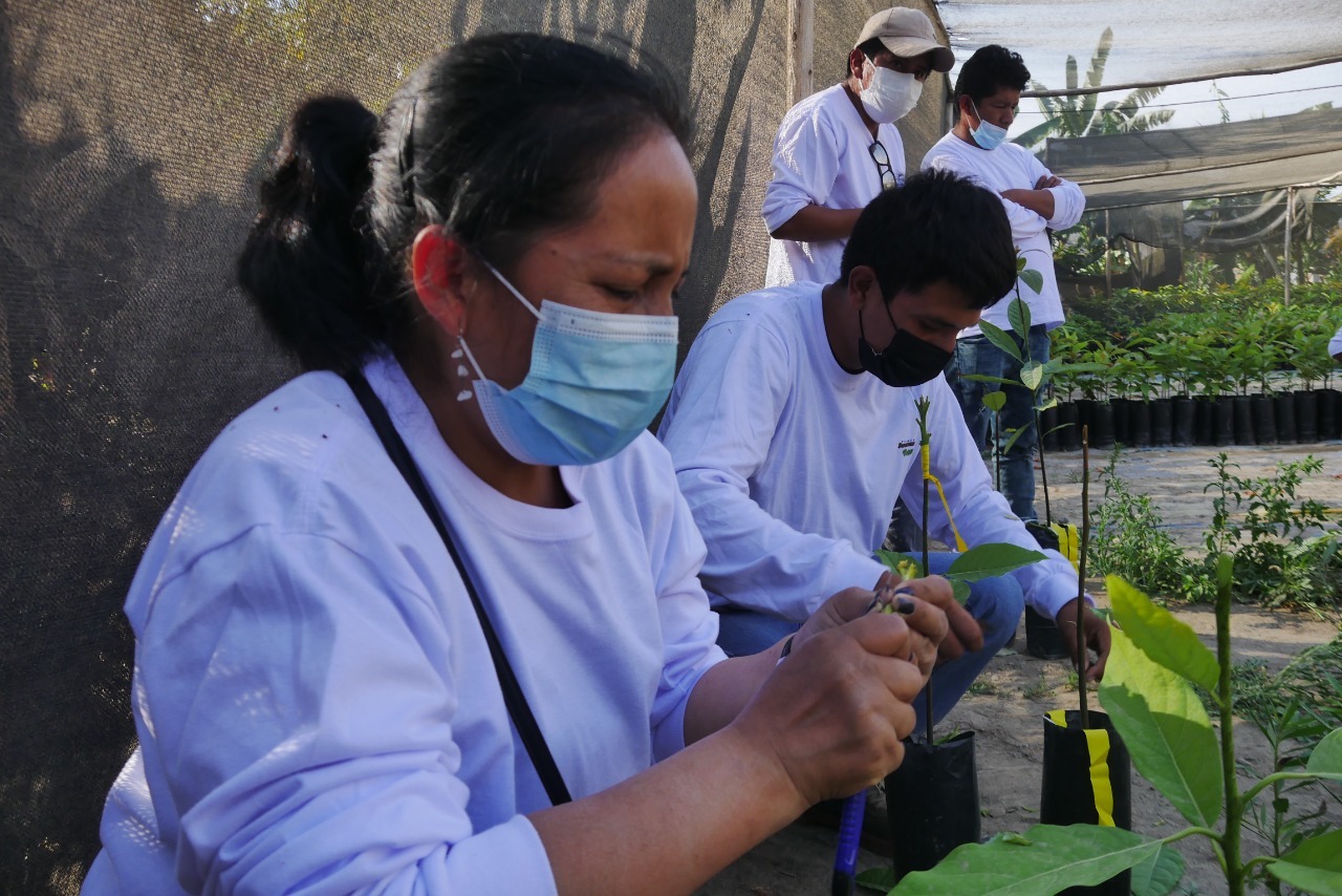 Productores de Caraz se capacitan para exportar palta a Estados Unidos y Europa