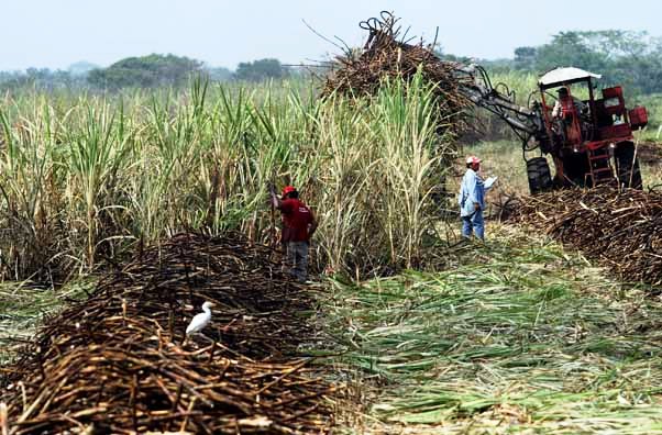 Detienen a 2 hermanos por incendiar cultivos de caña de azúcar en San Jacinto