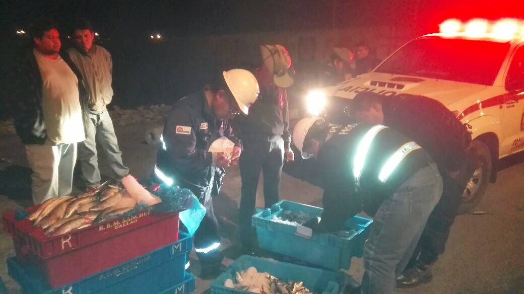 Chimbote: intervienen vehículo transportando “Caballa” en estado juvenil 