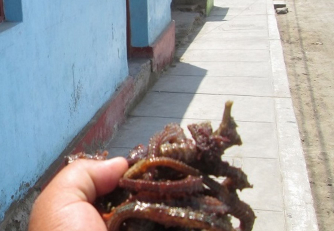 Huarmey: incautaron 25 kilos de caballito de mar en extinción