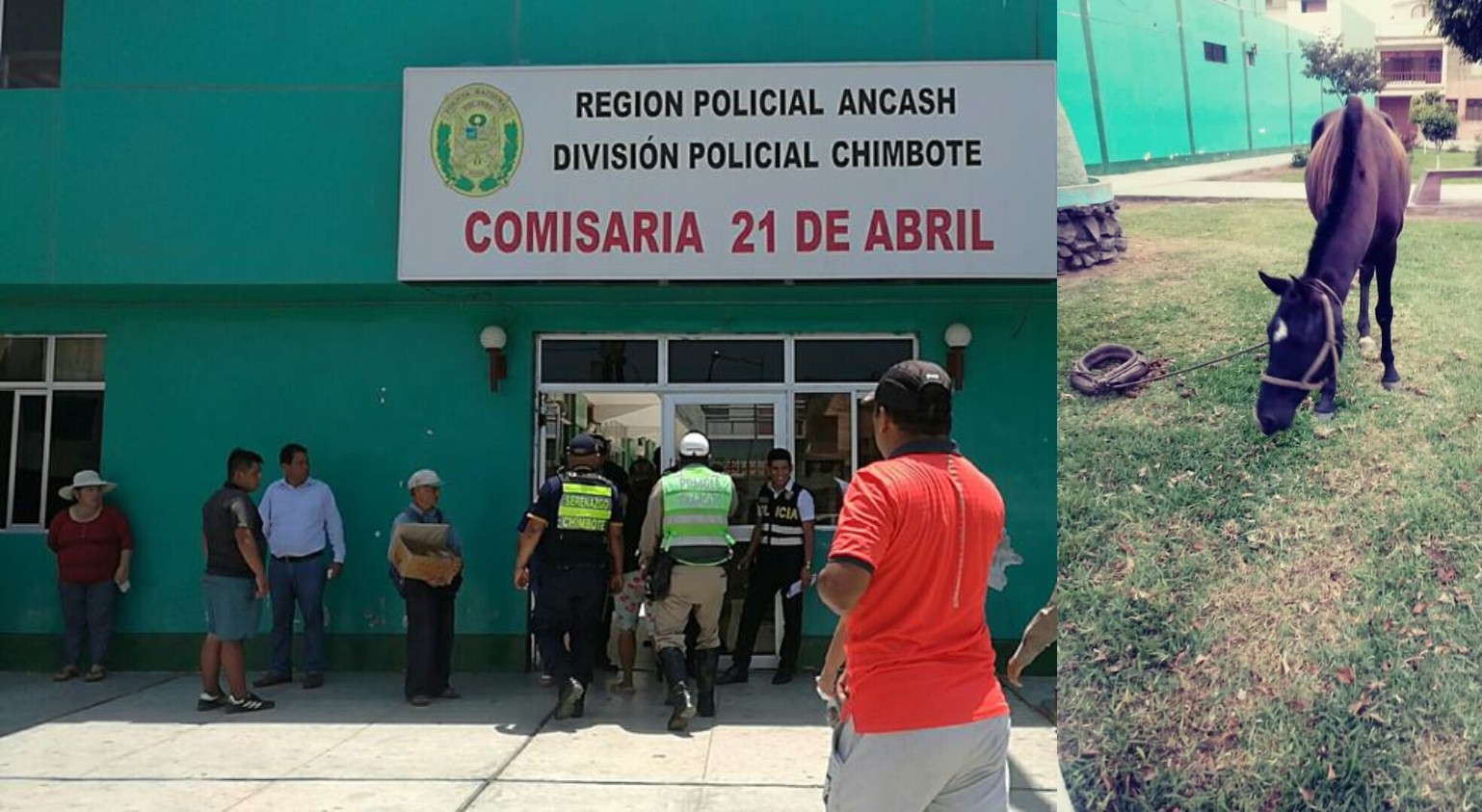 Chimbote: efectivos policiales lograron recuperar un caballo que había sido robado 
