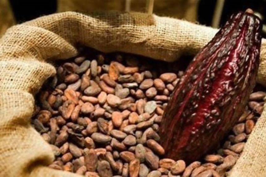 Cacao peruano alcanza récord exportador y se proyecta en feria clave de Europa      