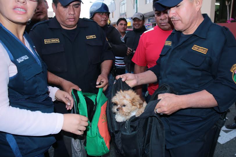 Incautan cachorros que iban a ser comercializados por el centro de Chimbote